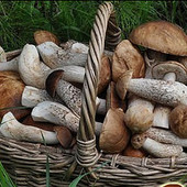 Сушені підберезовики та підосиновики лот-50грм