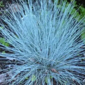 Овсяниця Фестука Блу Ред