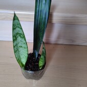 Санса з листа