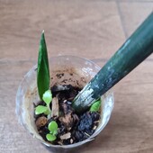 Сансивьерия циліндрична