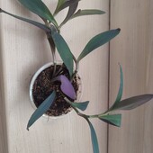 Сеткреазія традесканція