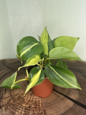 Фото №1 class=