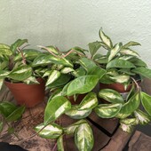 Хойя Карноса Триколор (Hoya Carnosa Tricolor)