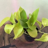 Епіпремнум Голден Потос, Epipremnum Golden Pothos