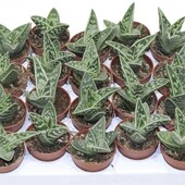 Алое варієгатне. В лоті один на вибір.