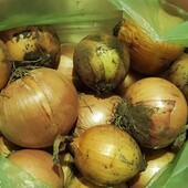 Цибуля ріпчаста лук - лот 4 кг