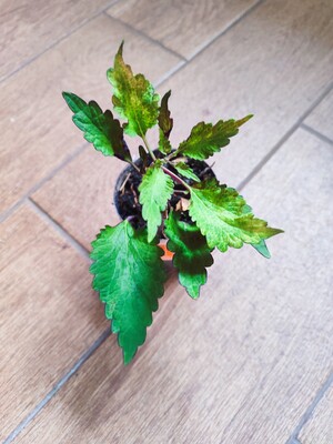 Фото №1 class=