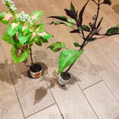 Колеуси набором