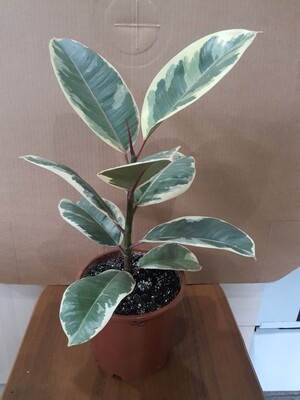 Фото №1 class=