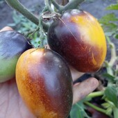 Колекційний томат Блюз на блюді,з антоціаном 15 насінин