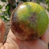 томат Зелена богиня Ксанаду, 15 насінин