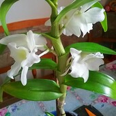 Орхідея з власної колекції