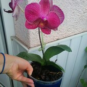 Орхидея Дендробиум нобиле (Dendrobium nobile) росток в горшке