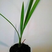 Финикова пальма