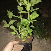 М'ята перцева саджанець