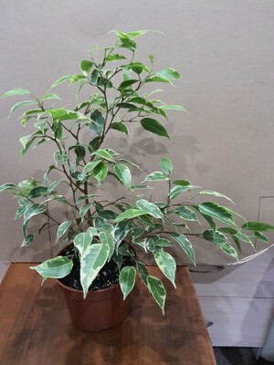 Фото №1 class=