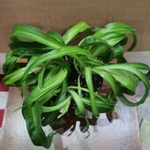 Хлорофитум Капский