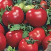 Томат Даліміл. Чудовий для цільноплодного консервування.