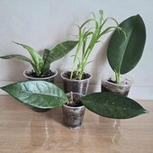 Кімнатні рослини - 1шт на вибір