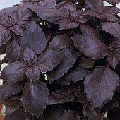 Nasko, Україна. 100 насінин! Фіолетовий базилік Етруск. Професійне насіння .