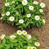 Насіння цинії Захара Дабл Вайт