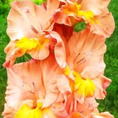 Розпродаж гладіолусів