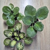 Набір сортових фіалок 3 шт