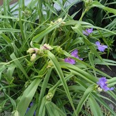 традесканція