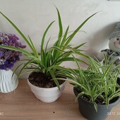 Хлорофітум варієгатний