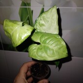 Сингоніум Вайт Батерфлай