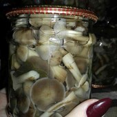 Мариновані грибочки "Опеньки" (осінь 2025 року збір) Дуже смачні!