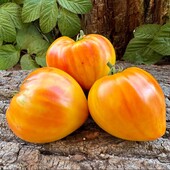 Томат Серце Помаранчевої Зебри, 15 насінин