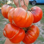 томат Лотарингійський красень, 15 насінин,