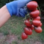 Суперстійкий, солодкий томат "Дунай" 25 насінин.