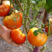 Томат СпрінтТаймер велетень смачнючий та привабливий25 насінин