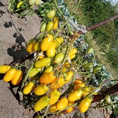 Підкорить і смаком і виглядом.Низькорослий томат Оберіг фото свої1