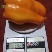 фото Свои перец сладкий " Гладиатор" 20 семян,