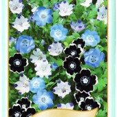 Немофила, смесь. Цветет всё лето и осень!!!