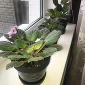 Фіалки 3 горшка одним лотом,фіолетова,бордова ,біла.