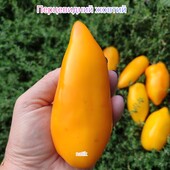 Томат перцевидний жовтий