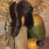 ❤️Зимова шапка эко лаковая з вухами і помпонами, стан відмінний❤️