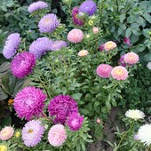 Насіння свіжозбиране айстри 1 ст.ложка