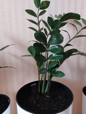 Фото №1 class=