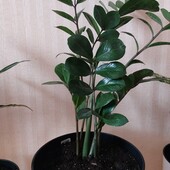 Зіміакулькас