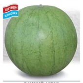 Кавун Міккі Лі. Ранній, соковитий, солодкий.