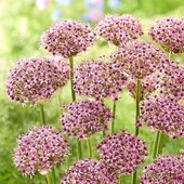 Aлліум Starlight