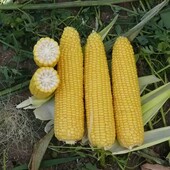 Насіння кукурудзи суперсолодкої 50 шт