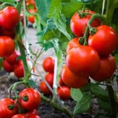 Томат Весняні заморозки, 15 насінин