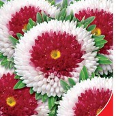 Семена Астры Хай-но-мару. Помпонная. Цветет с июля до мороза.