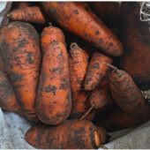 Морква домашня, лот 3 кг